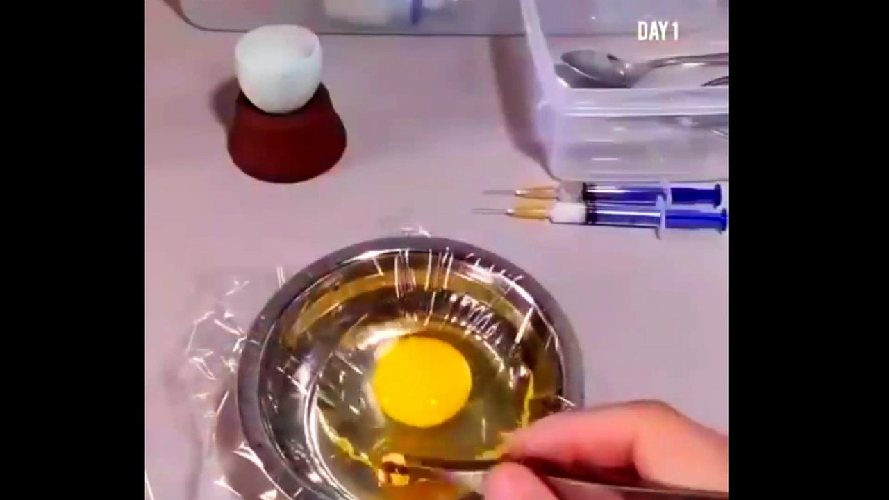 How A Chick Born From A Egg