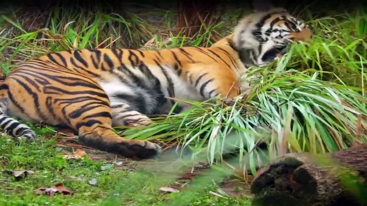 Die MagieDisney's Animal Kingdom Staffel 1 Folge 4 HD Deutsch