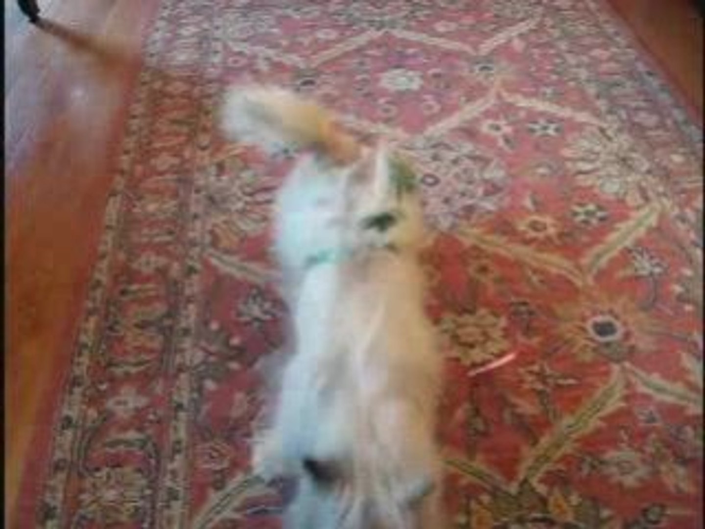 Happy St. Patrick's Day From Stitches