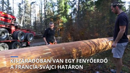 Száradnak el egy ikonikus francia-svájci erdő fái a felmelegedés miatt