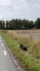 Скачать видео: Son chien retrouve les clés qu'elle a perdu... joli