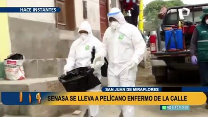 Pelícano enfermo deambula por calles de SJM en plena alerta sanitaria