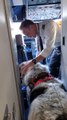 Fluffy Dog Visits Pilot in Cockpit While Flying With Owner on Airplane