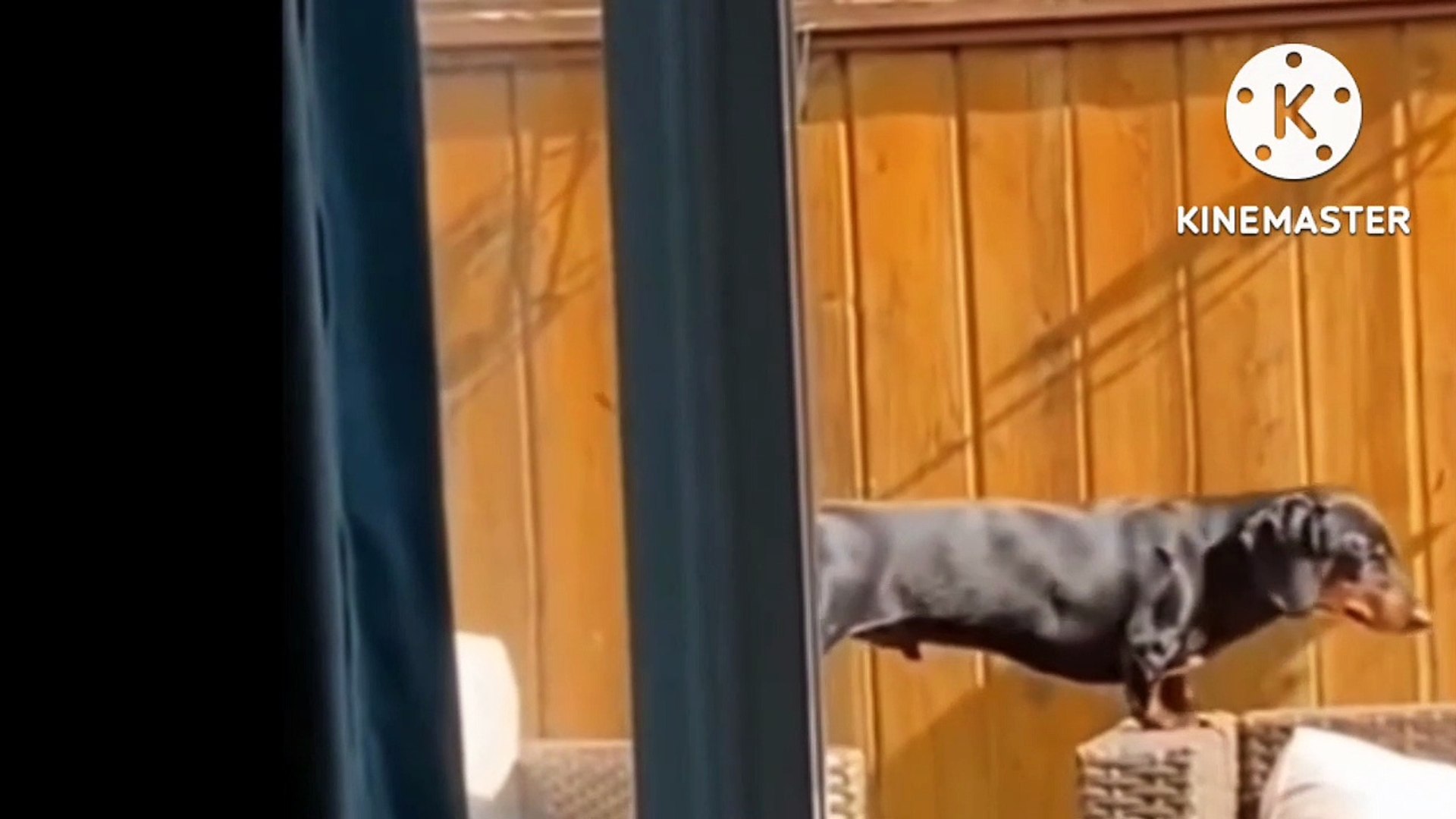 Funny videos comedy videos laughing videos
