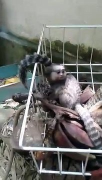 Esses filhotes de saguii,Estão se banqueteando, com essas bananas que deixam para os animais.