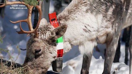 Caribous montagnards : le ministère accusé de ne pas mettre les données à jour