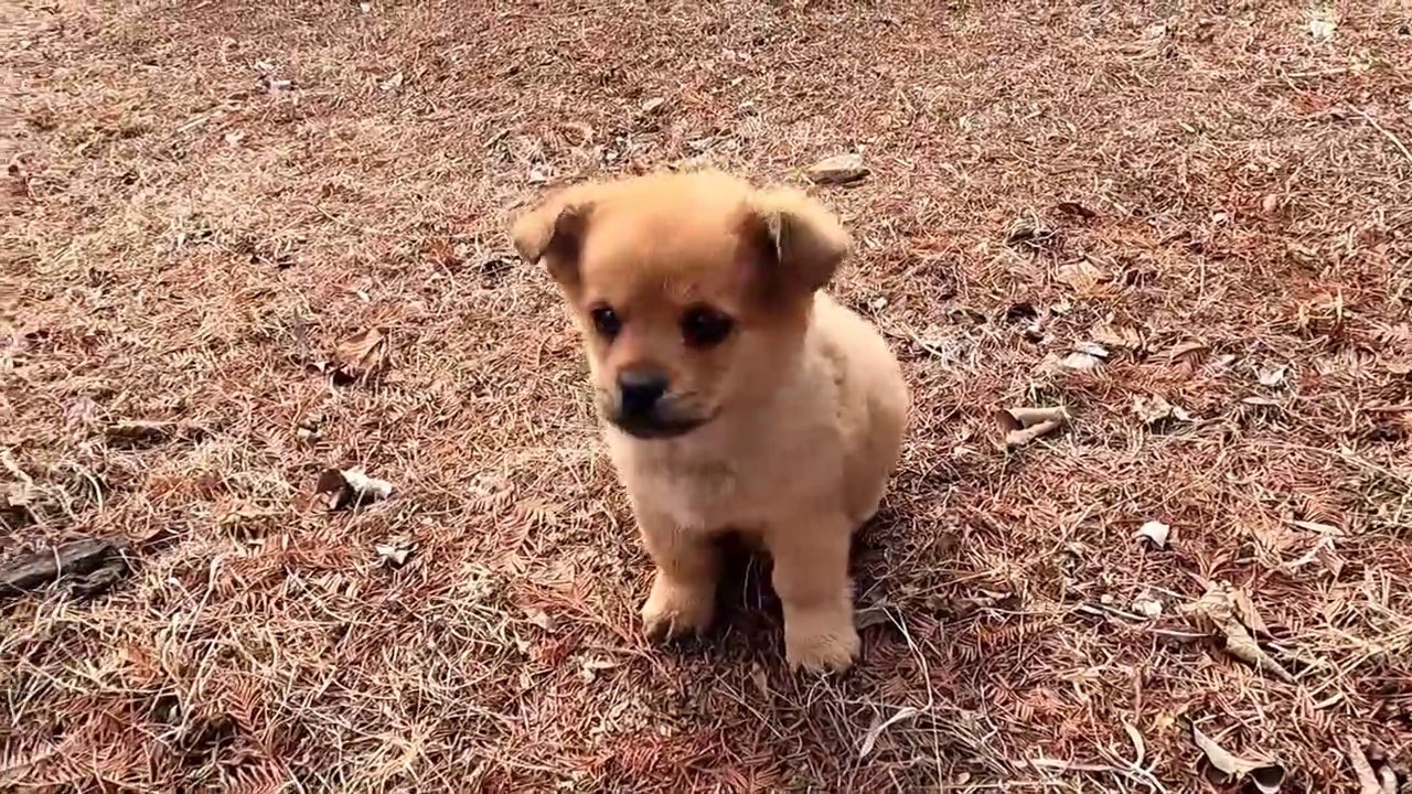 Stray puppy looking for grain dropped from train
