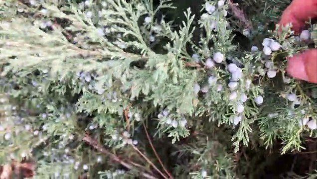 Şiffalı Ardıç Meyvesi ve Yaprağı