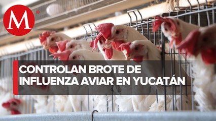 Sader controla brote de influenza aviar AH5N1 en Yucatán, tras alerta