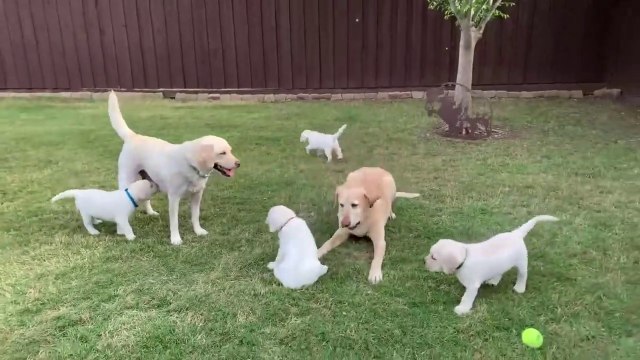 GREAT ESCAPE! Adorable Lab Puppies Play Outside