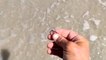 Man returns engagement ring found on Florida beach after Hurricane Ian