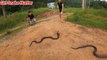 20-year-old girl caught 3 fierce 20kg king cobra alive _ Girl snakes hunter