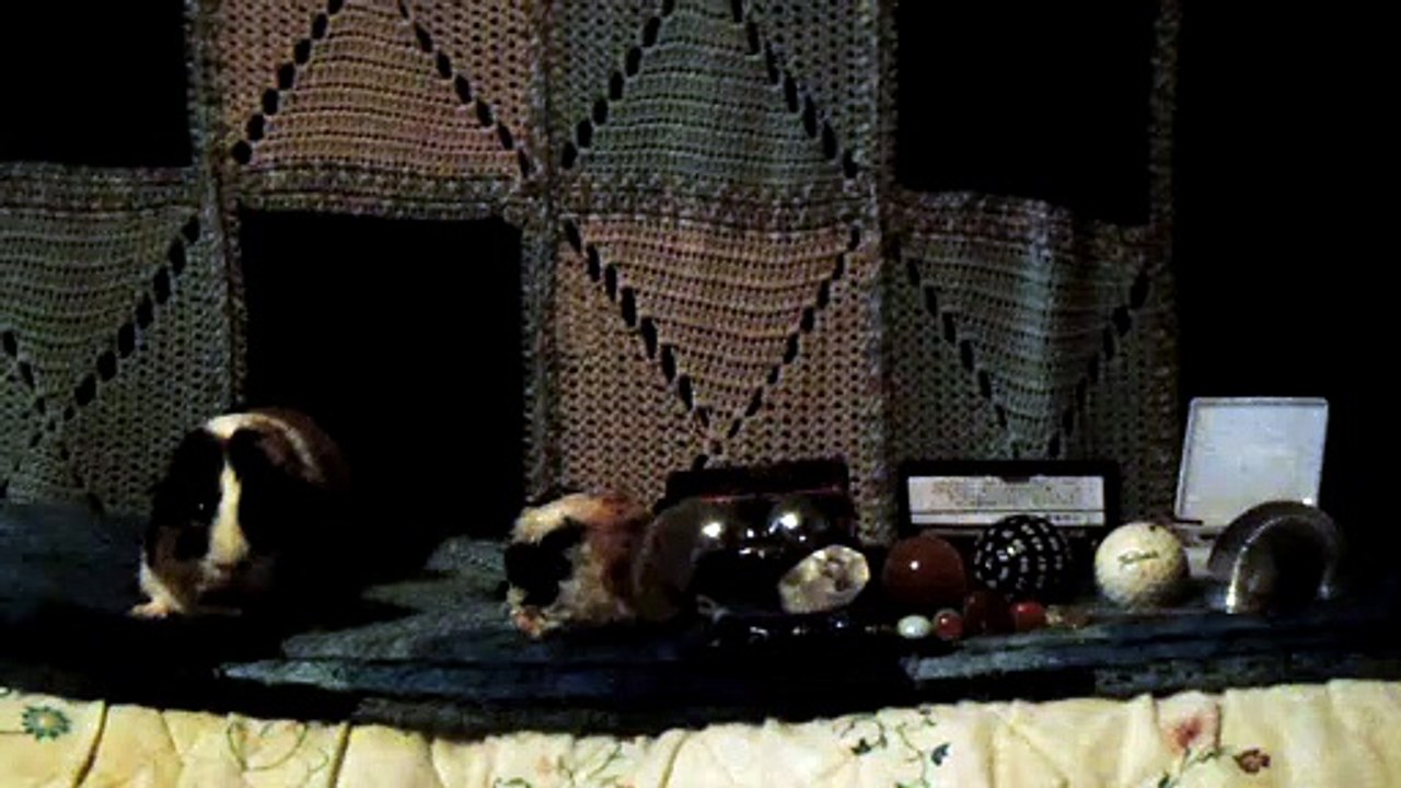 CAVIA PORCELLUS CLOVER 102_8679
