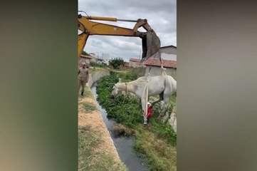 Em Pombal, cavalo cai dentro de canal e bombeiros recebem ajuda de retroescavadeira para resgate