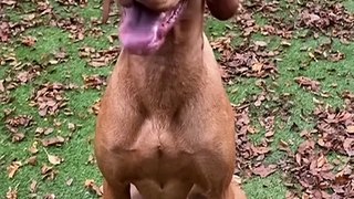 It Is Impossible To Not Laugh After Watching This Funny Animals | Funny Animals Compilation Part 2