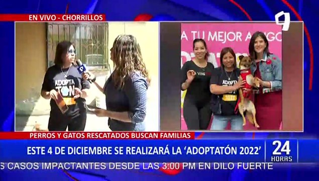 Adoptatón 2022: perritos y gatitos rescatados esperan encontrar un hogar este domingo 4
