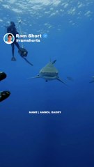 Big Fish   | Ram Shorts   #ramshorts #shorts