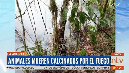 Animales mueren calcinados por el fuego en la Asunta