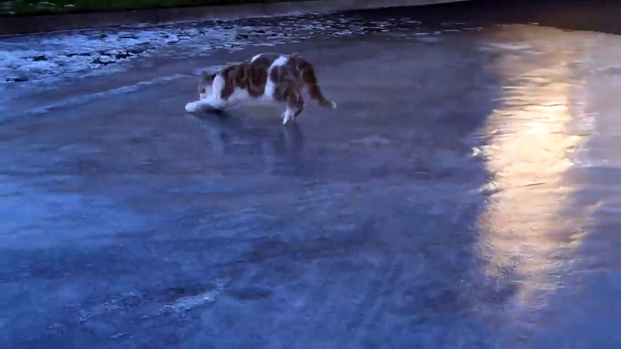 Cat on ice