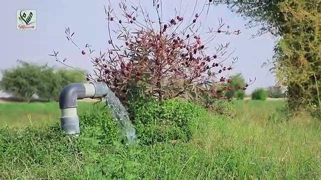 تركوا الخوف وراء ظهورهم.. أهالي قرية يمنية يعودون إلى مساكنهم عقب نزع «مسام» الألغام