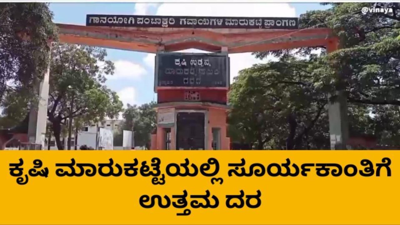 ಗದಗ : ʻಎಪಿಎಂಸಿಯಲ್ಲಿ ಸೂರ್ಯಕಾಂತಿಗೆ ಉತ್ತಮ ದರʼ