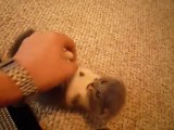Cute Scottish Fold munchkin