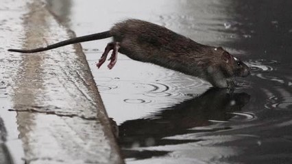 Nueva York: En busca del mejor "matarratas"