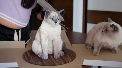 Cat Reaction to Cake that is similar to cat