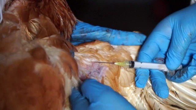 Perú y Ecuador declaran emergencia sanitaria por brote de influeza aviar