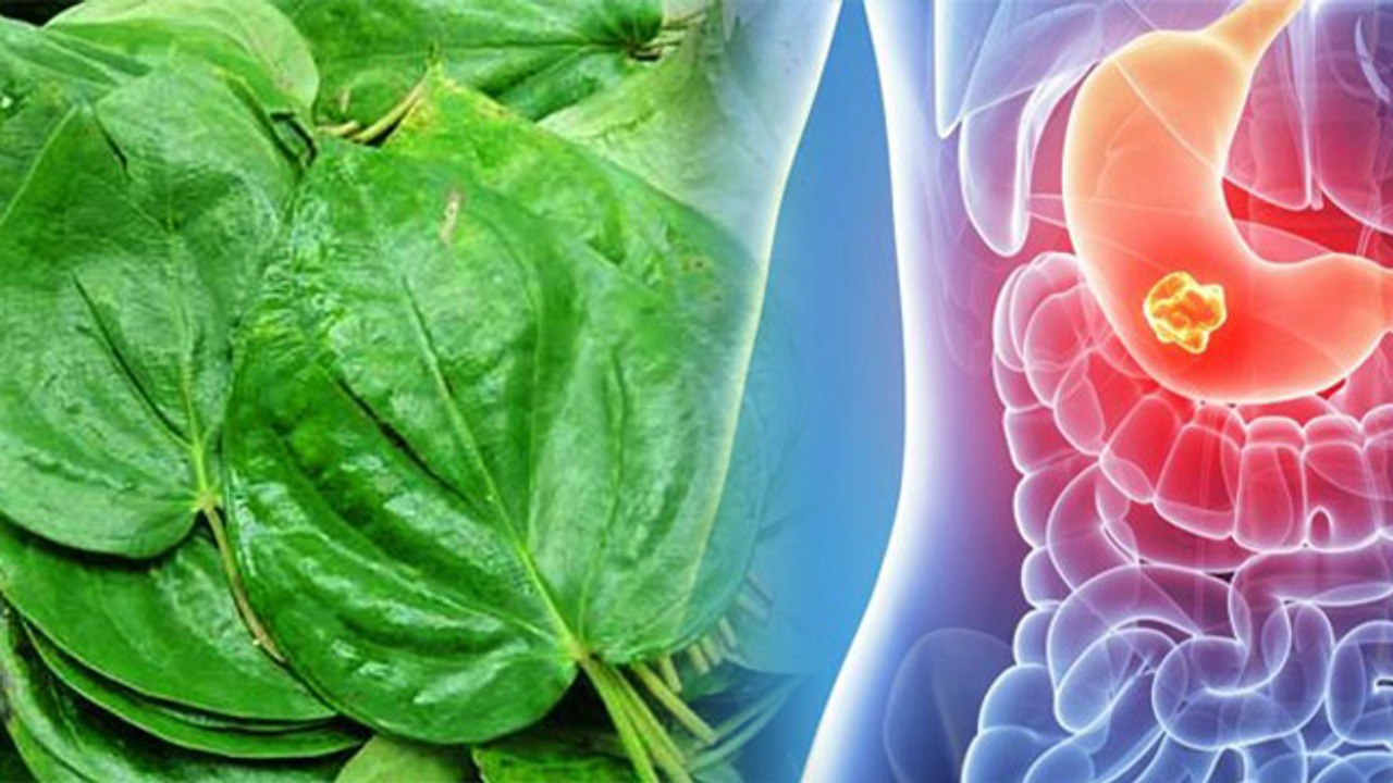 खाली पेट पान खाने के फायदे । Khali Pet Paan Khane Ke Fayde । Boldsky*Health