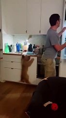 Doggo Jumps for Joy at Dinnertime
