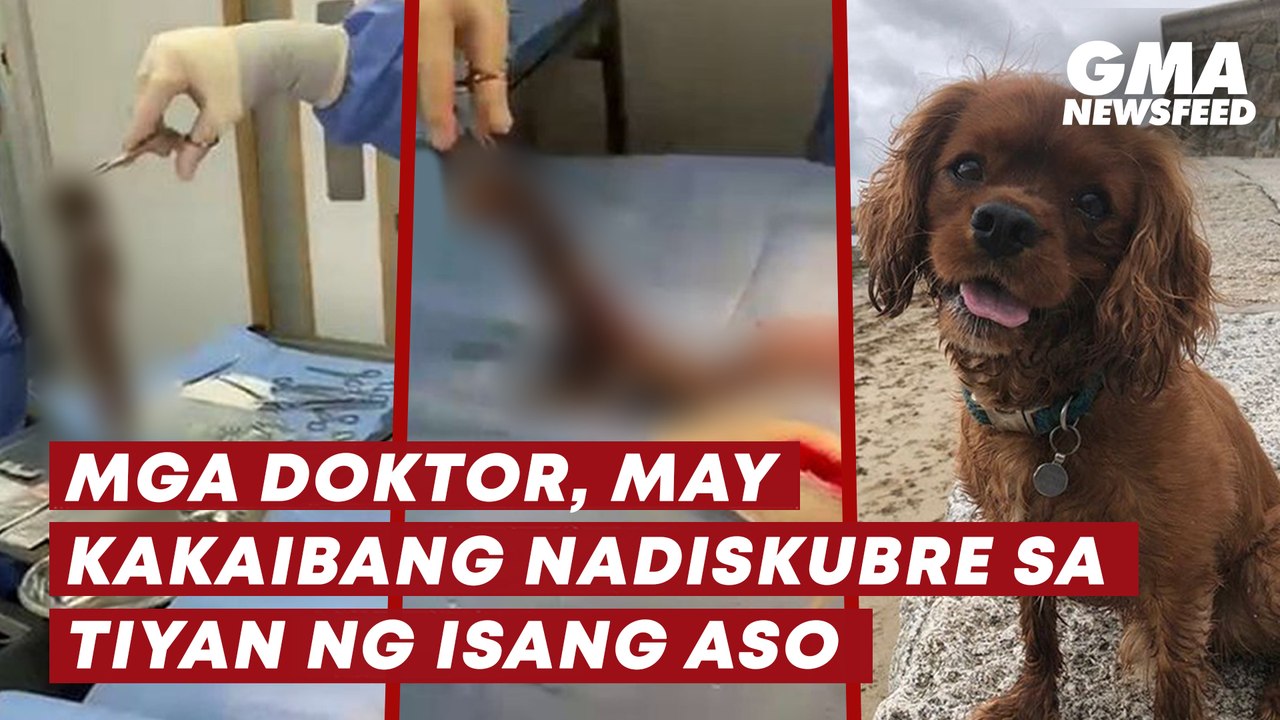 Mga Doktor May Kakaibang Nadiskubre Sa Tiyan Ng Isang Aso Gma News Feed Video Dailymotion