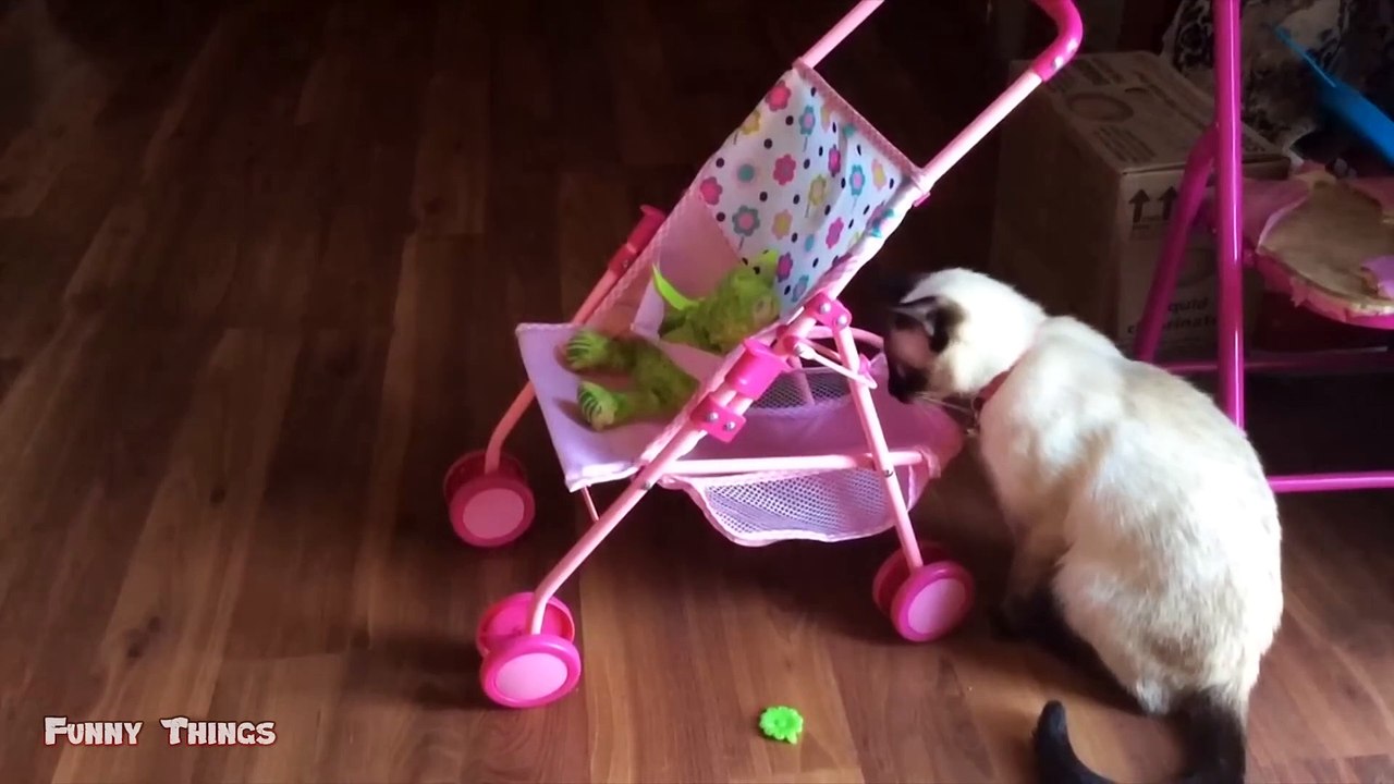 Kucing Lucu Banget Bikin Ngakak 28  Kucing dan Anjing  Kucing Lucu Imut