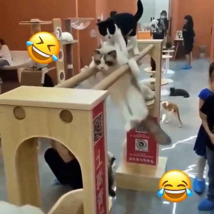 KUCING LUCU  MERESAHKAN 7