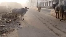 शाहजहांपुर:आवारा पशु छोड़ने पर पशु क्रूरता अधिनियम के तहत होगी कार्रवाई:कैबिनेट मंत्री