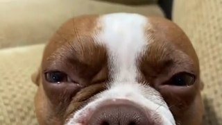 The Face When Your Doggos Tired Of Your Funny BS | Cute Animals Compilation