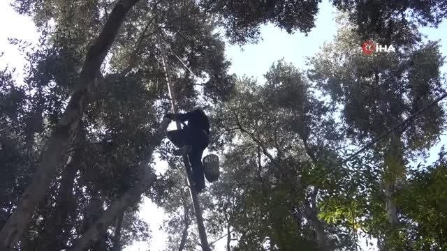 80'i aşan yaşlarına rağmen ağaçların tepesine çıkarak zeytin hasadı yapıyorlar