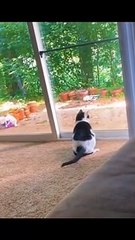 Cat Funny Moment ep.1