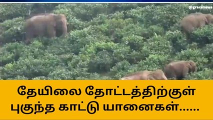 வால்பாறை: யானை கூட்டத்தை கண்டு அலறி ஓடிய தொழிலாளர்கள்!