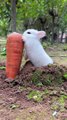 #rabbit eating carrot