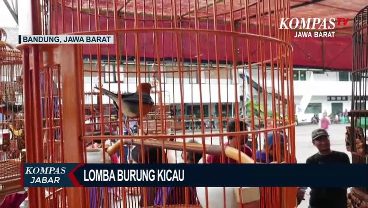 Kenari Hingga Murai Ramaikan Lomba Burung Kicau...