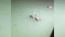 Su samurlarının balık kavgası kamerada