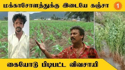 Cannabis Plant Farming செய்த விவசாயி | கைது செய்த காவல்துறை