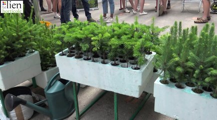 Sapin de Noël naturel  :  un peu plus cher cette année, mais vertueux pour l’environnement