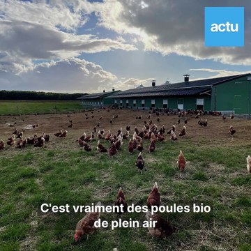 800 poules à vendre aux Alluets-le-Roi