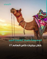 تحذيرات من انتشارها بكأس العالم- هل قد تسبب إنفلونزا الجمل الوفاة؟