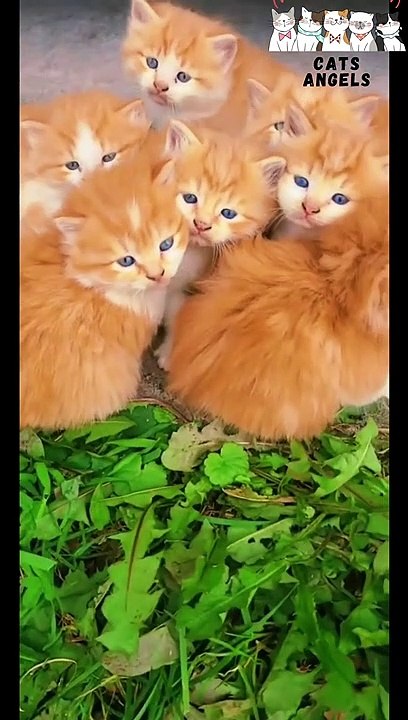 Cutest and Funniest Cats Ever - Funny Cat Compilation