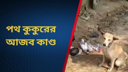 পূর্ব বর্ধমান: ঘাড়ে ক্ষত, নিজেই চিকিৎসা করাতে এলো অসুস্থ কুকুর!!
