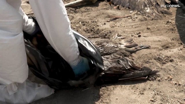 Птичий грипп убил тысячи пеликанов в Перу