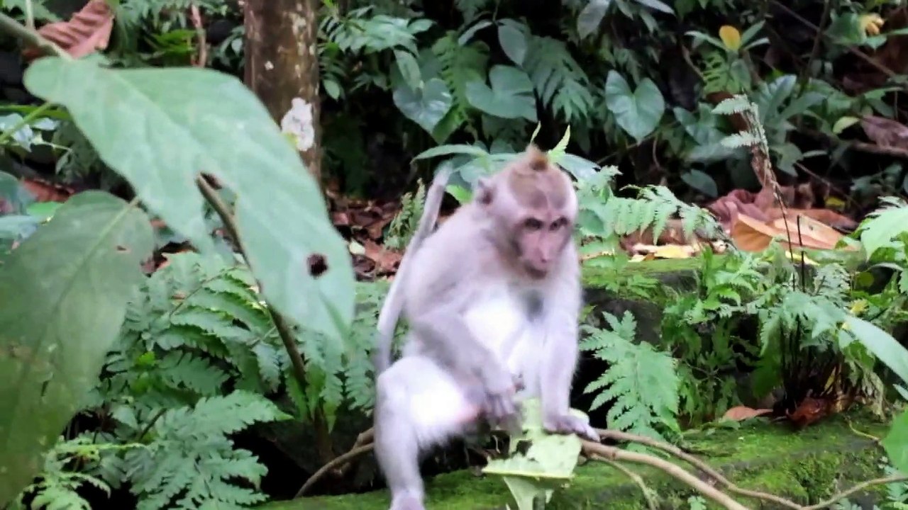 FUNNY MONKEY